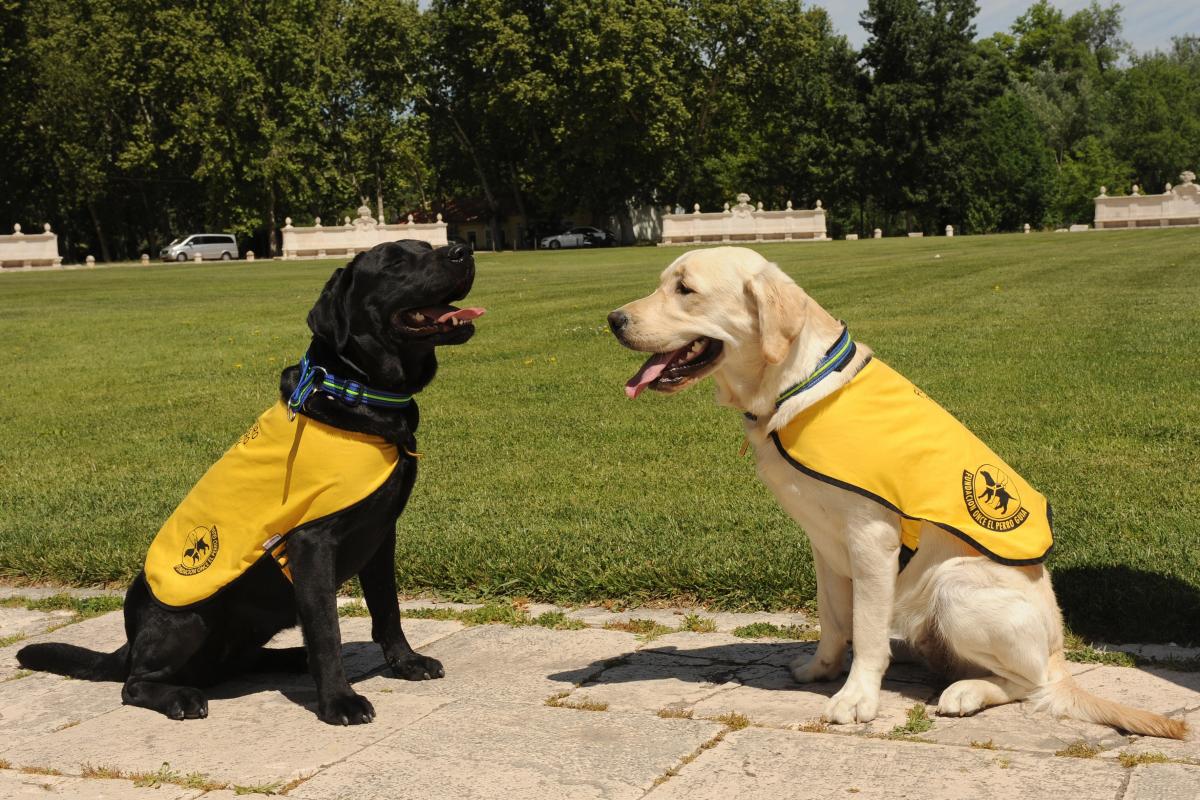Dos gossos pigall de la Fundación ONCE del Peero Guia, amb les seves armilles grogues.