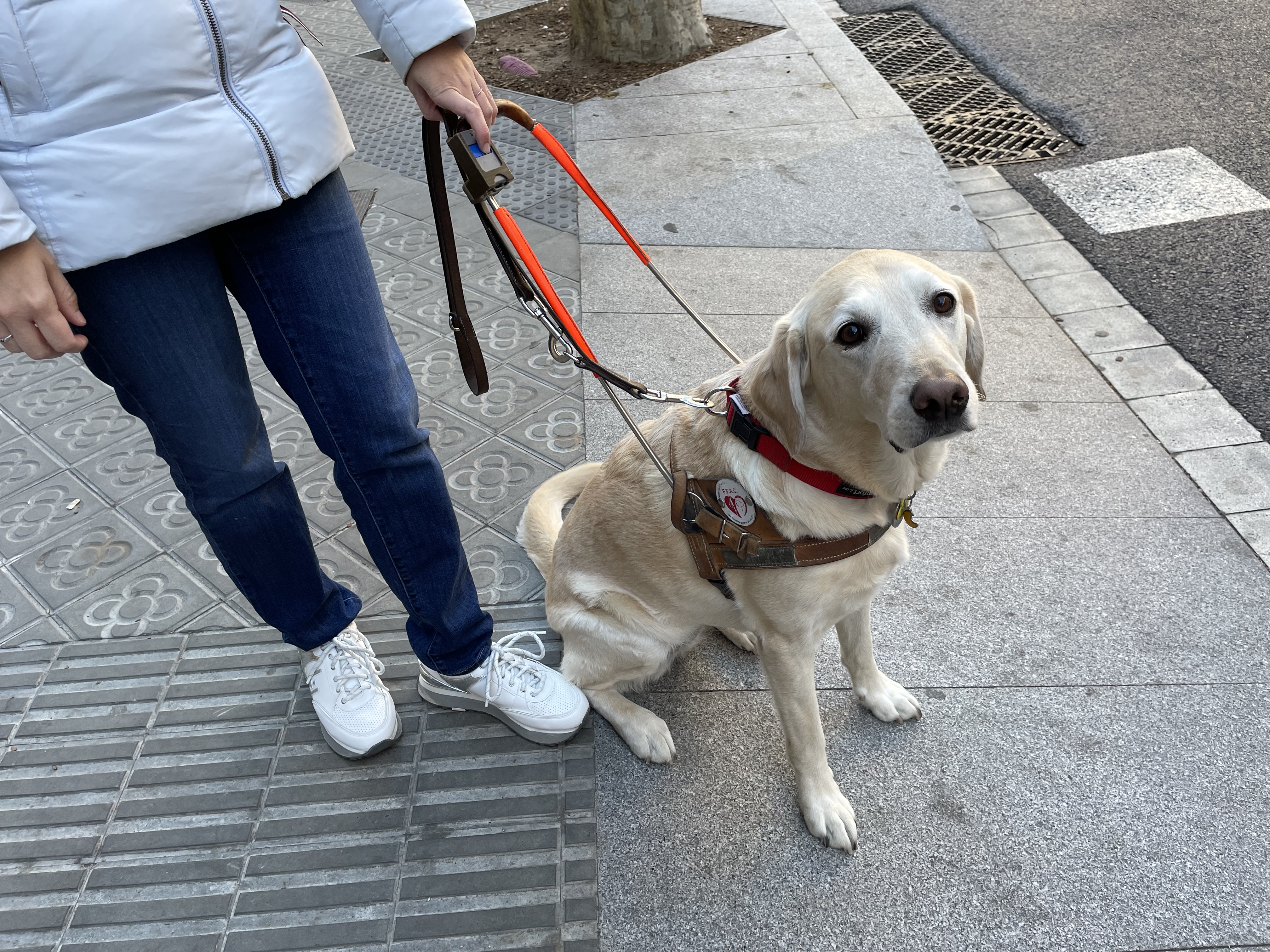 Gos pigall amb el suport per al comandament activador de semàgors en l'arnès