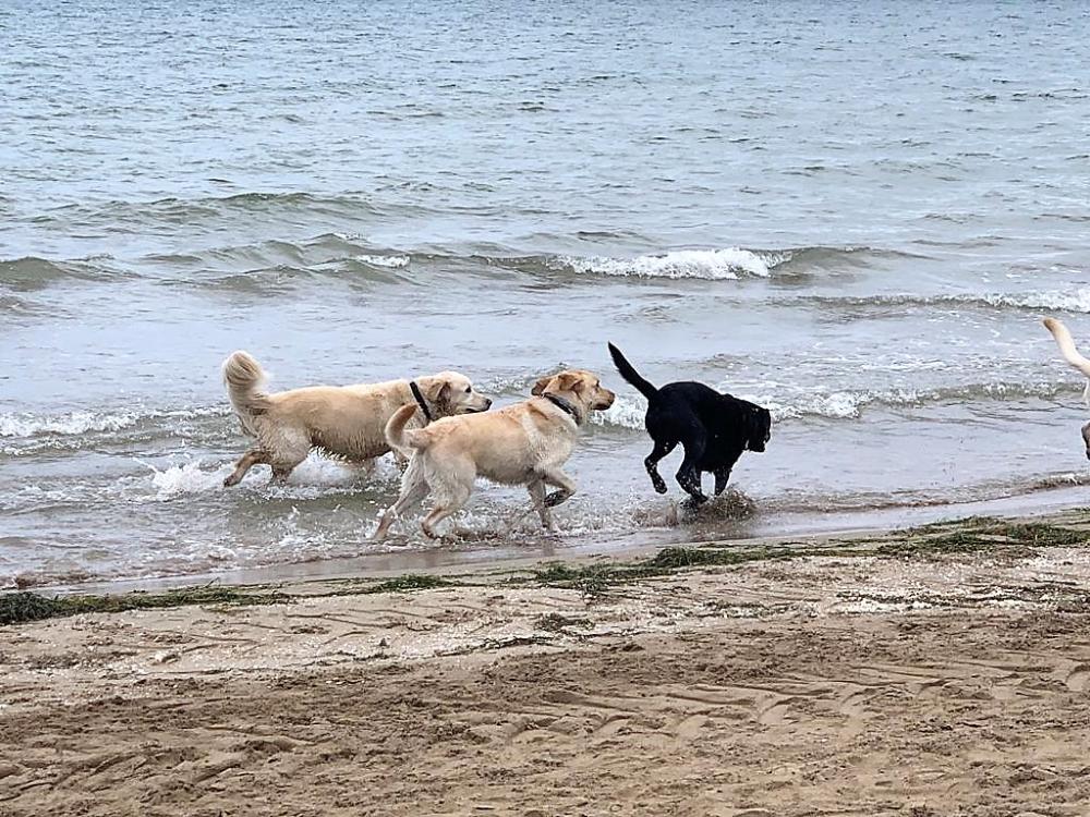 La trobada va ser al Parc Natural del Delta de l’Ebre. Allà, uns 30 gossos guia van poder córrer i jugar lliurament a la platja de la Bassa d’Arena, habilitada per a gossos, que es troba al final del passeig de Riumar. És una platja de sorra fina daurada, envoltada d’entorns naturals. 