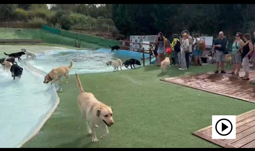 Perros guía en jornada parque acuático