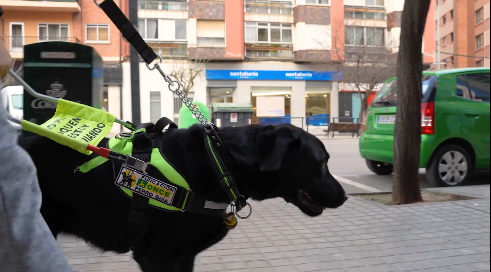 Un gos pigall en primer termé, amb el seu arnès, al carrer.