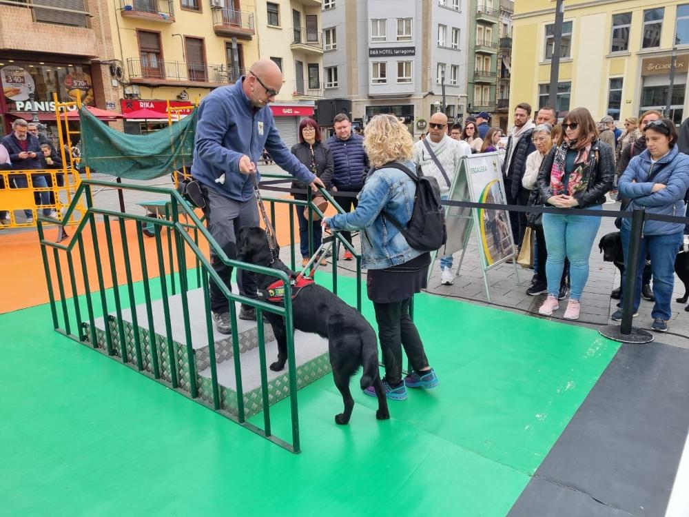Usuària mb el seu gos pigall que puja unes escales.